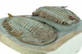 Pair Of Large Lower Cambrian Trilobites (Longianda) - Issafen, Morocco #233860-1